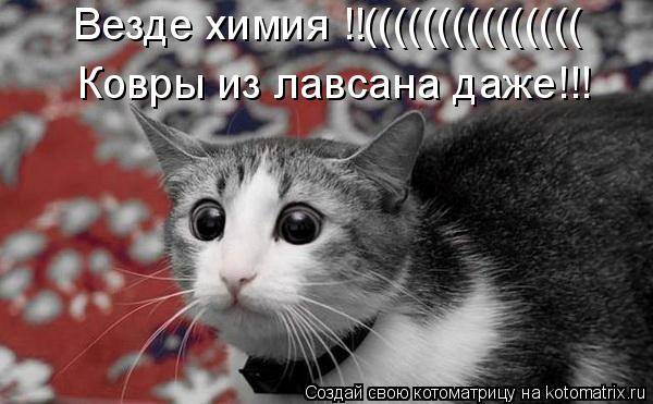 Везде химия !!((((((((((((((( Ковры из лавсана даже!!!... Котоматрица: Везде химия !!((((((((((((((( Ковры из лавсана даже!!!