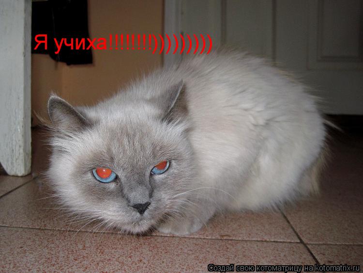 Я учиха!!!!!!!!)))))))))... Котоматрица: Я учиха!!!!!!!!)))))))))