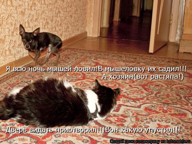 Я всю ночь мышей ловил!В мышеловку их садил!!! А хозяин(вот растяпа!) Дверь видать приотворил!!!Вон к... Котоматрица: Я всю ночь мышей ловил!В мышеловку их садил!!! А хозяин(вот растяпа!) Дверь видать приотворил!!!Вон какую упустил!!!