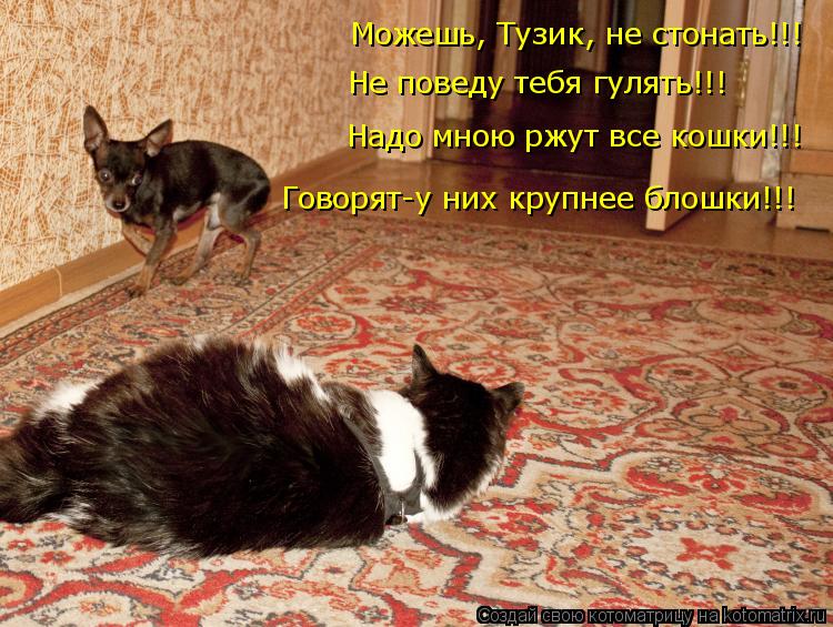 Можешь, Тузик, не стонать!!! Не поведу тебя гулять!!! Надо мною ржут все кошки!!! Говорят-у них крупн... Котоматрица: Можешь, Тузик, не стонать!!! Не поведу тебя гулять!!! Надо мною ржут все кошки!!! Говорят-у них крупнее блошки!!!