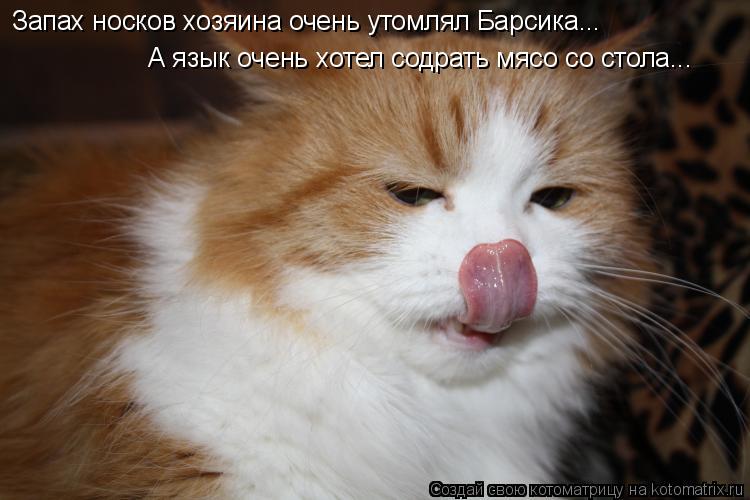 Запах носков хозяина очень утомлял Барсика... А язык очень хотел содрать мясо со стола...... Котоматрица: Запах носков хозяина очень утомлял Барсика... А язык очень хотел содрать мясо со стола...
