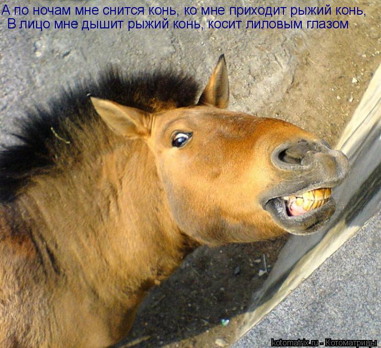 А по ночам мне снится конь, ко мне приходит рыжий конь, В лицо мне дышит рыжий конь, косит лиловым гл... Котоматрица: А по ночам мне снится конь, ко мне приходит рыжий конь, В лицо мне дышит рыжий конь, косит лиловым глазом