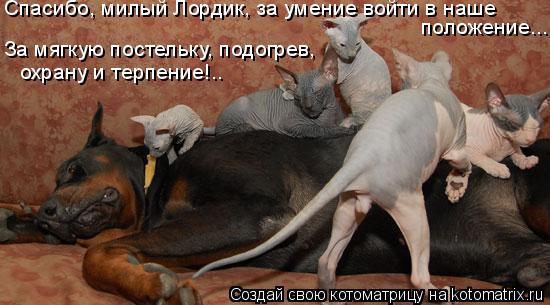 Спасибо, милый Лордик, за умение войти в наше положение... За мягкую постельку, подогрев, охрану и те... Котоматрица: Спасибо, милый Лордик, за умение войти в наше положение... За мягкую постельку, подогрев, охрану и терпение!..