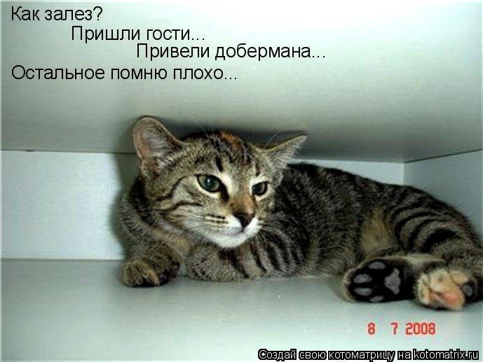 Как залез? Пришли гости... Привели добермана... Остальное помню плохо...... Котоматрица: Как залез? Пришли гости... Привели добермана... Остальное помню плохо...