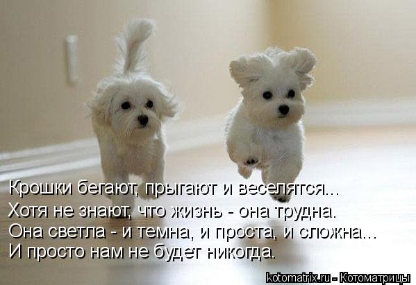 Крошки бегают, прыгают и веселятся... Хотя не знают, что жизнь - она трудна. Она светла - и темна, и ... Котоматрица: Крошки бегают, прыгают и веселятся... Хотя не знают, что жизнь - она трудна. Она светла - и темна, и проста, и сложна... И просто нам не будет нико