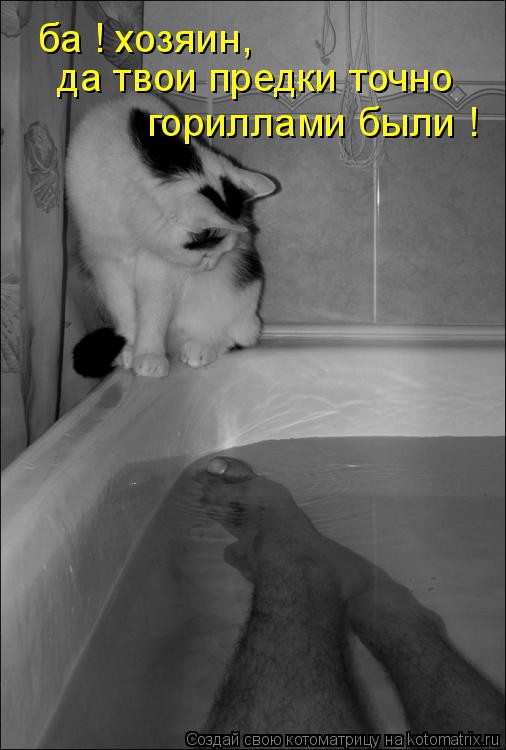 ба ! хозяин, да твои предки точно гориллами были !... Котоматрица: ба ! хозяин, да твои предки точно гориллами были !
