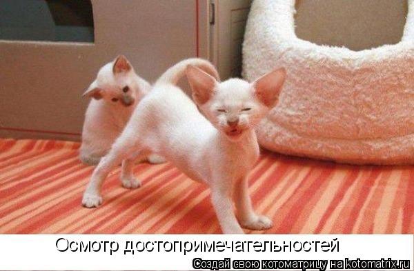 Осмотр достопримечательностей... Котоматрица: Осмотр достопримечательностей