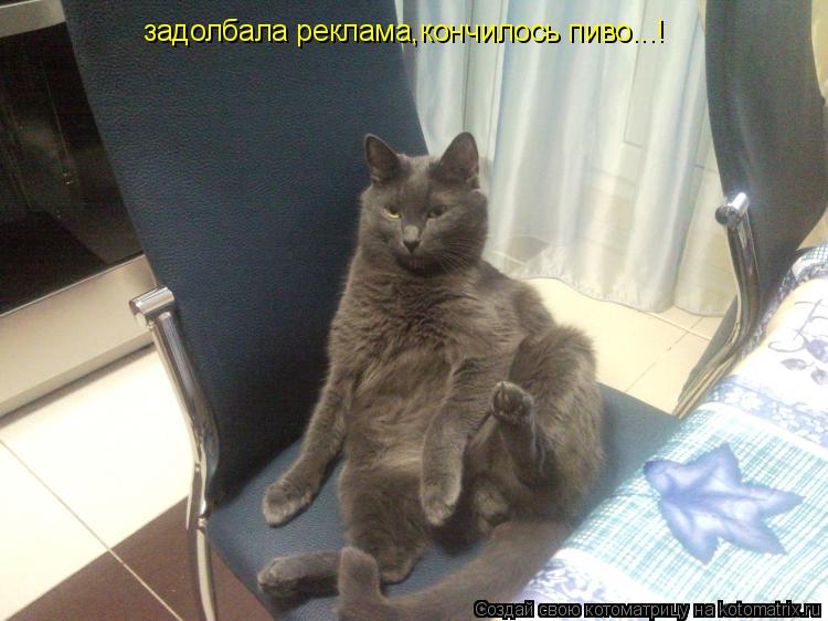 Котоматрица: задолбала реклама,кончилось пиво...!