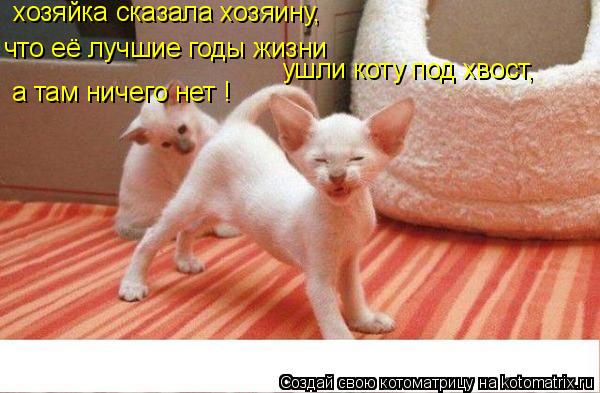 что её лучшие годы жизни ушли коту под хвост, хозяйка сказала хозяину, а там ничего нет !... Котоматрица: что её лучшие годы жизни ушли коту под хвост, хозяйка сказала хозяину, а там ничего нет !