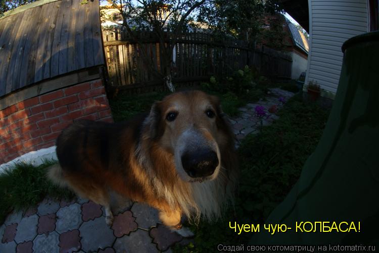 Чуем чую- КОЛБАСА!... Котоматрица: Чуем чую- КОЛБАСА!