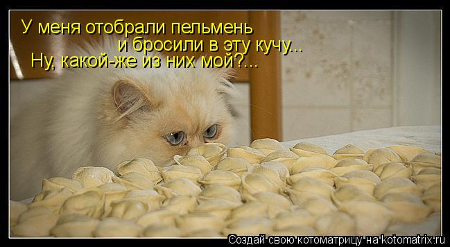 У меня отобрали пельмень и бросили в эту кучу... Ну, какой-же из них мой?...... Котоматрица: У меня отобрали пельмень и бросили в эту кучу... Ну, какой-же из них мой?...