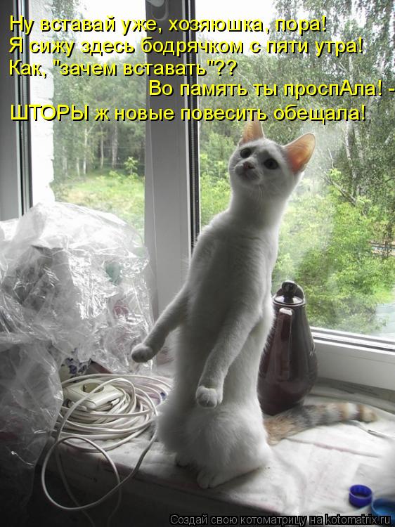 Котоматрица: Ну вставай уже, хозяюшка, пора! Я сижу здесь бодрячком с пяти утра! Как, "зачем вставать"??  Во память ты проспАла! - ШТОРЫ ж новые повесить обещ