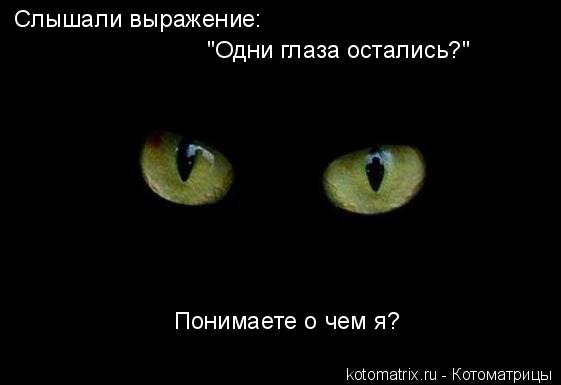 Котоматрица: Слышали выражение: "Одни глаза остались?" Понимаете о чем я?