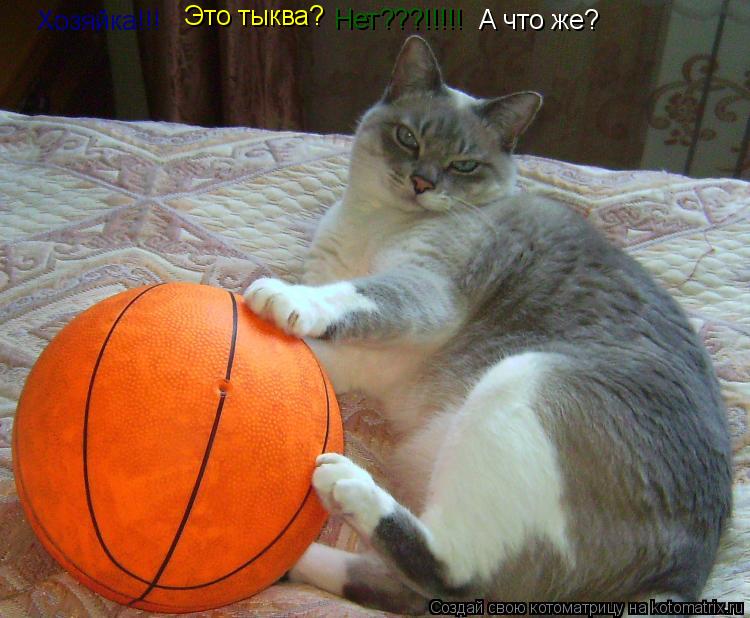 Хозяйка!!! Это тыква? Нет???!!!!! А что же?... Котоматрица: Хозяйка!!! Это тыква? Нет???!!!!! А что же?
