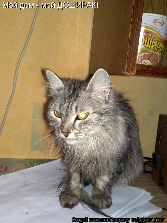 Котоматрица: Мой дом - мой ДОШИРАК!
