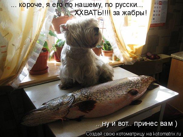 Котоматрица: ... короче, я его по нашему, по русски...  ХХВАТЬ!!!! за жабры! .. ну и вот.. принес вам )