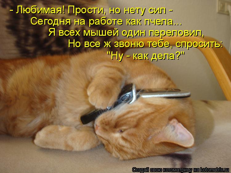 - Любимая! Прости, но нету сил - Сегодня на работе как пчела... Я всех мышей один переловил, Но все ... Котоматрица: - Любимая! Прости, но нету сил - Сегодня на работе как пчела... Я всех мышей один переловил, Но все ж звоню тебе, спросить: "Ну - как дела?"