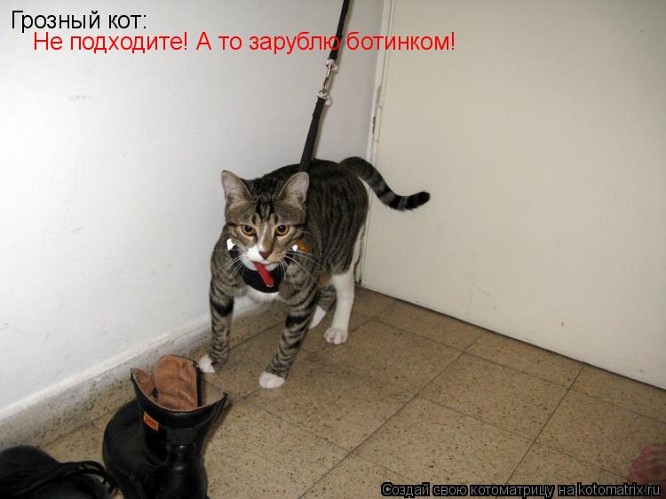 Грозный кот: Не подходите! А то зарублю ботинком!... Котоматрица: Грозный кот: Не подходите! А то зарублю ботинком!
