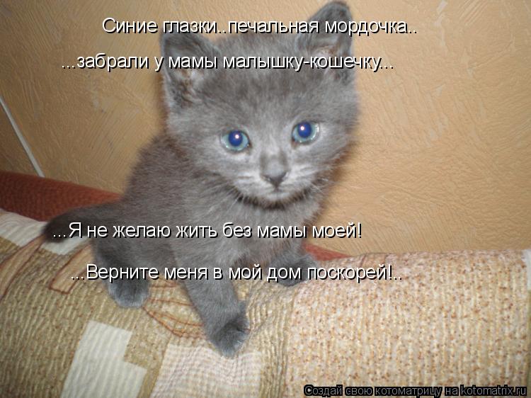 Синие глазки..печальная мордочка.. ...забрали у мамы малышку-кошечку... ...Я не желаю жить без мамы м... Котоматрица: Синие глазки..печальная мордочка.. ...забрали у мамы малышку-кошечку... ...Я не желаю жить без мамы моей! ...Верните меня в мой дом поскорей!..