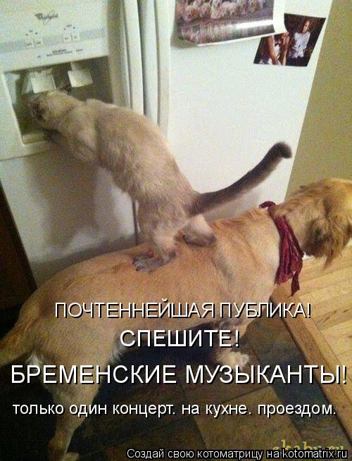 ПОЧТЕННЕЙШАЯ ПУБЛИКА! СПЕШИТЕ! БРЕМЕНСКИЕ МУЗЫКАНТЫ! только один концерт. на кухне. проездом.... Котоматрица: ПОЧТЕННЕЙШАЯ ПУБЛИКА! СПЕШИТЕ! БРЕМЕНСКИЕ МУЗЫКАНТЫ! только один концерт. на кухне. проездом.