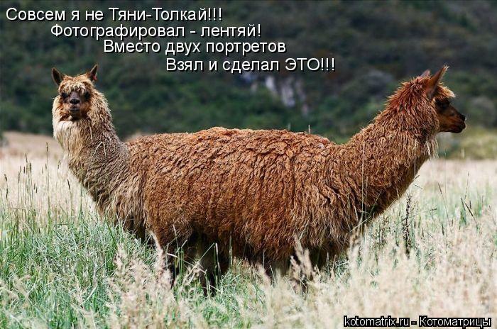 Совсем я не Тяни-Толкай!!! Фотографировал - лентяй! Вместо двух портретов Взял и сделал ЭТО!!!... Котоматрица: Совсем я не Тяни-Толкай!!! Фотографировал - лентяй! Вместо двух портретов Взял и сделал ЭТО!!!