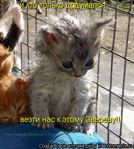 и кто только додумался везти нас к этому Звереву!!!... Котоматрица: и кто только додумался везти нас к этому Звереву!!!