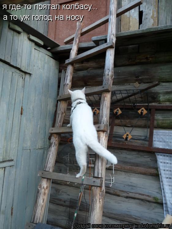 Котоматрица: я где-то прятал колбасу... а то уж голод на носу