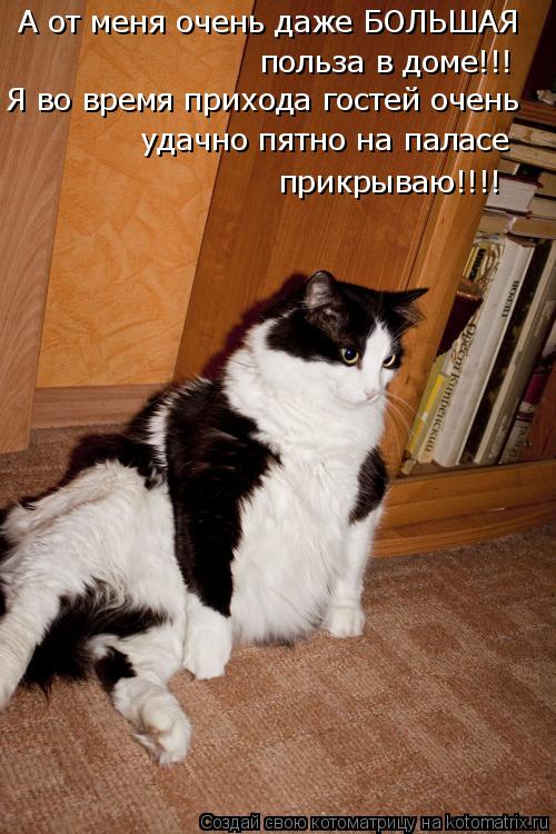 Котоматрица: А от меня очень даже БОЛЬШАЯ польза в доме!!! Я во время прихода гостей очень удачно пятно на паласе  прикрываю!!!!