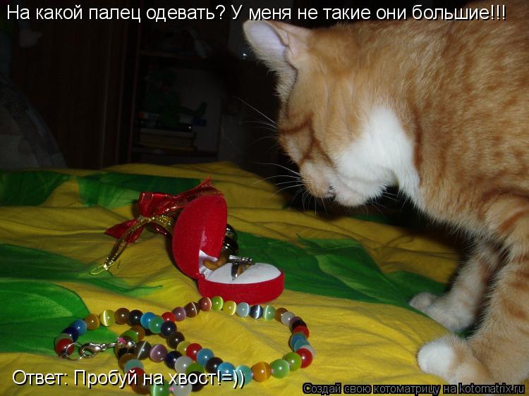 Котоматрица: Второе предложение за неделю...  На какой палец одевать? У меня не такие они большие!!! Ответ: Пробуй на хвост!=))