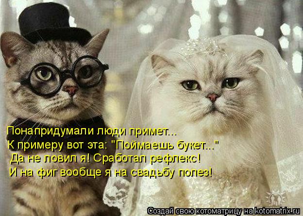 Котоматрица: Понапридумали люди примет... К примеру вот эта: "Поймаешь букет..." Да не ловил я! Сработал рефлекс! И на фиг вообще я на свадьбу полез!