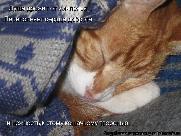 Котоматрица: Душа дрожит от умиленья... Переполняет сердце доброта и нежность к этому кошачьему творенью... ,
