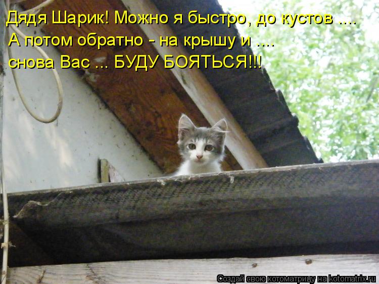 Дядя Шарик! Можно я быстро, до кустов .... А потом обратно - на крышу и .... снова Вас ... БУДУ БОЯТЬ... Котоматрица: Дядя Шарик! Можно я быстро, до кустов .... А потом обратно - на крышу и .... снова Вас ... БУДУ БОЯТЬСЯ!!!