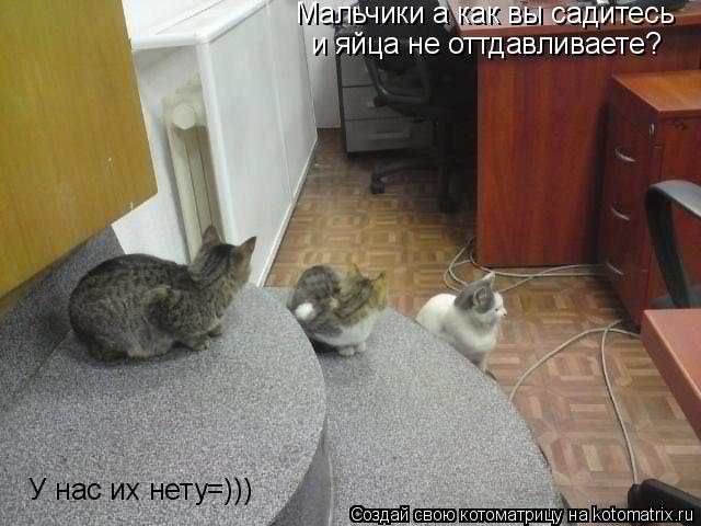 Мальчики а как вы садитесь и яйца не оттдавливаете? У нас их нету=)))... Котоматрица: Мальчики а как вы садитесь и яйца не оттдавливаете? У нас их нету=)))
