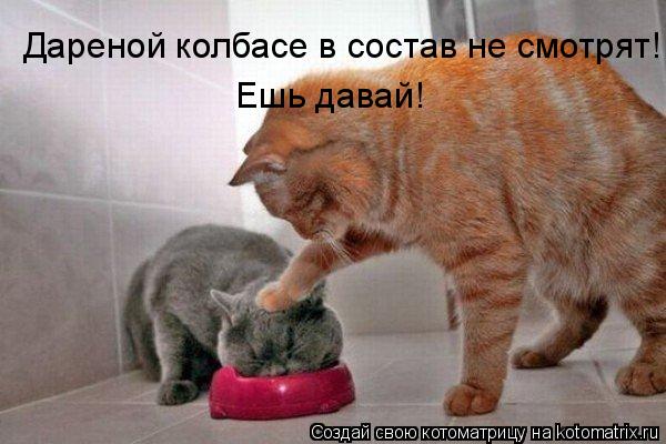 Дареной колбасе в состав не смотрят! Ешь давай!... Котоматрица: Дареной колбасе в состав не смотрят! Ешь давай!