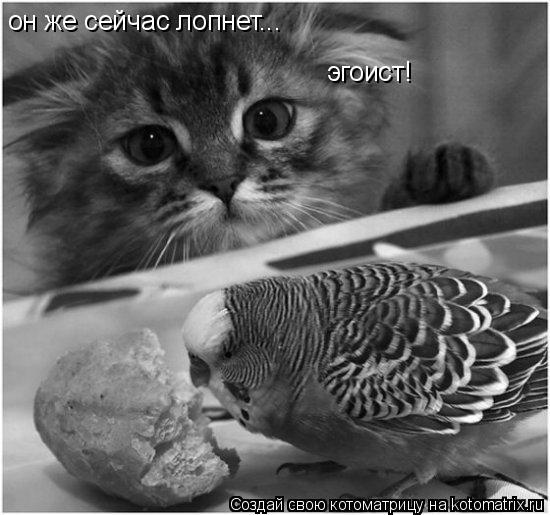 он же сейчас лопнет... эгоист!... Котоматрица: он же сейчас лопнет... эгоист!