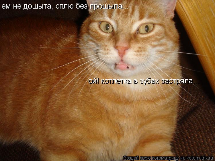ем не дошыта, сплю без прошыпа... ой! котлетка в зубах застряла...... Котоматрица: ем не дошыта, сплю без прошыпа... ой! котлетка в зубах застряла...