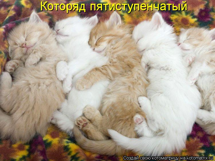 Которяд пятиступенчатый... Котоматрица: Которяд пятиступенчатый