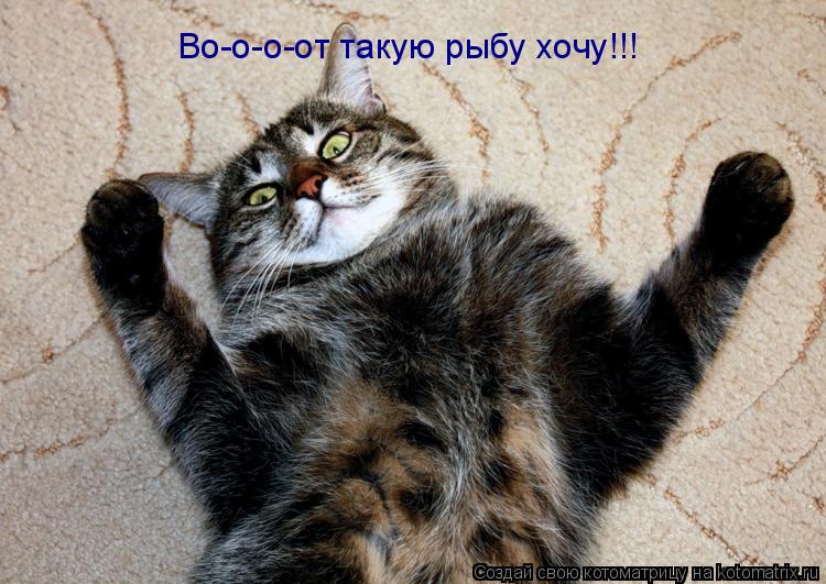 Во-о-о-от такую рыбу хочу!!!... Котоматрица: Во-о-о-от такую рыбу хочу!!!