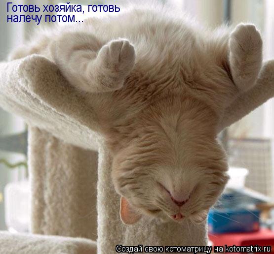 Готовь хозяйка, готовь налечу потом...... Котоматрица: Готовь хозяйка, готовь налечу потом...