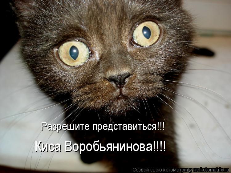 Разрешите представиться!!! Киса Воробьянинова!!!!... Котоматрица: Разрешите представиться!!! Киса Воробьянинова!!!!