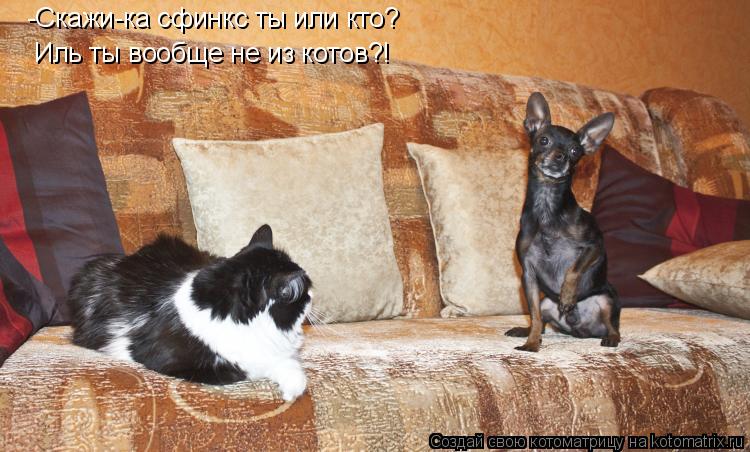 -Скажи-ка сфинкс ты или кто? Иль ты вообще не из котов?!... Котоматрица: -Скажи-ка сфинкс ты или кто? Иль ты вообще не из котов?!