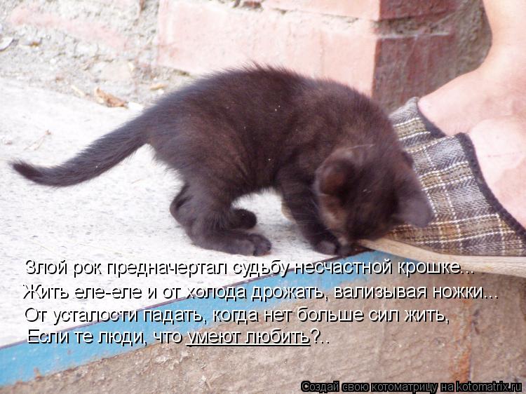 Жить еле-еле и от холода дрожать, вализывая ножки... Злой рок предначертал судьбу несчастной крошке..... Котоматрица: Жить еле-еле и от холода дрожать, вализывая ножки... Злой рок предначертал судьбу несчастной крошке... От усталости падать, когда нет больше с