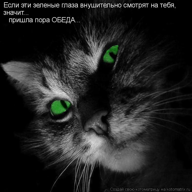 Если эти зеленые глаза внушительно смотрят на тебя, значит... пришла пора ОБЕДА...... Котоматрица: Если эти зеленые глаза внушительно смотрят на тебя, значит... пришла пора ОБЕДА...
