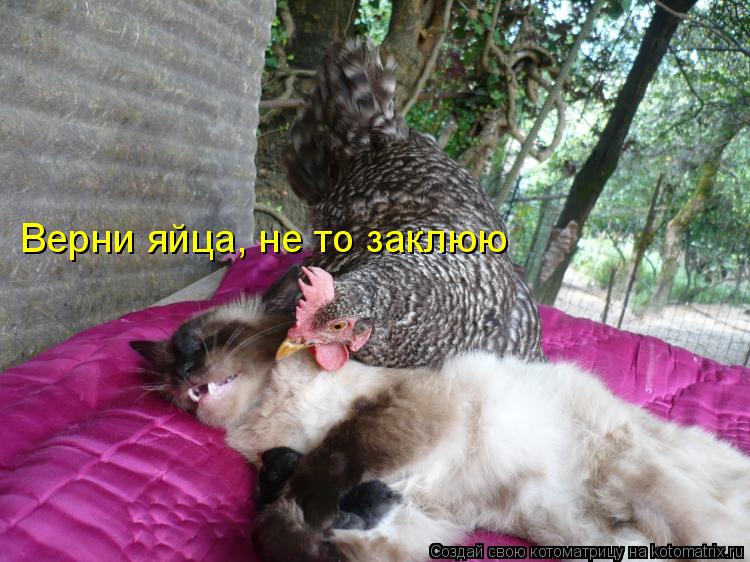 Верни яйца, не то заклюю... Котоматрица: Верни яйца, не то заклюю