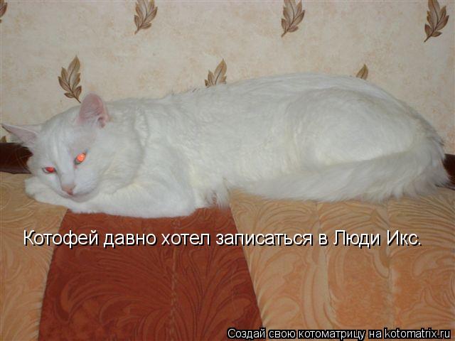 Котофей давно хотел записаться в Люди Икс.... Котоматрица: Котофей давно хотел записаться в Люди Икс.