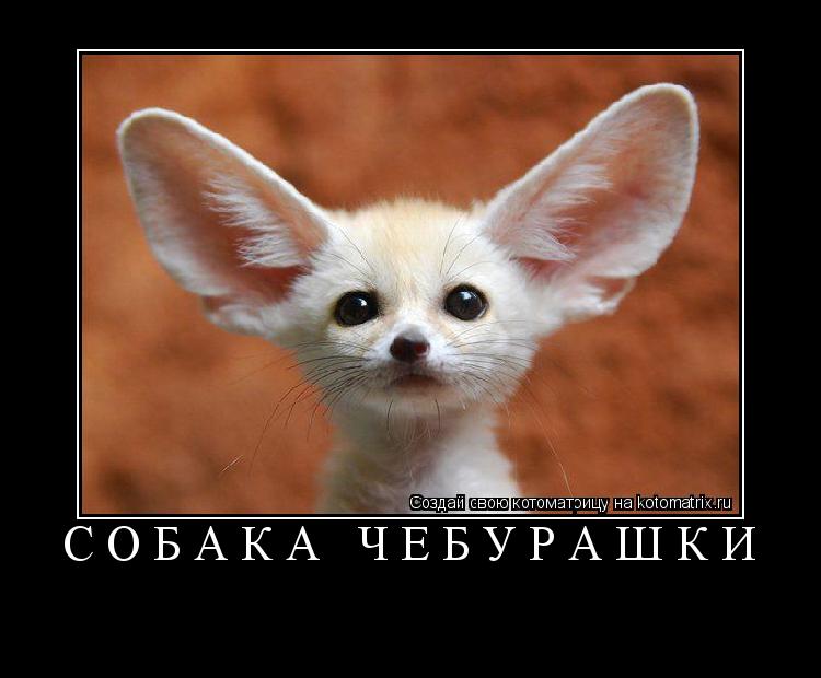Котоматрица: собака чебурашки 