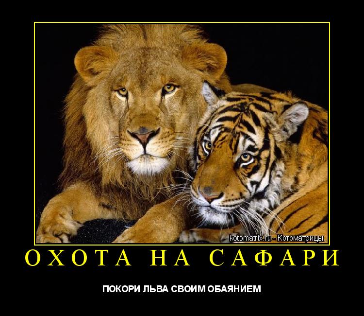 ОХОТА НА САФАРИ ПОКОРИ ЛЬВА СВОИМ ОБАЯНИЕМ... Котоматрица: ОХОТА НА САФАРИ ПОКОРИ ЛЬВА СВОИМ ОБАЯНИЕМ