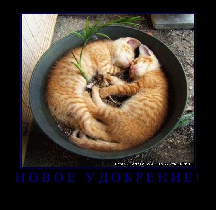НОВОЕ УДОБРЕНИЕ! ... Котоматрица: НОВОЕ УДОБРЕНИЕ!