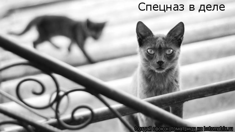 Спецназ в деле... Котоматрица: Спецназ в деле