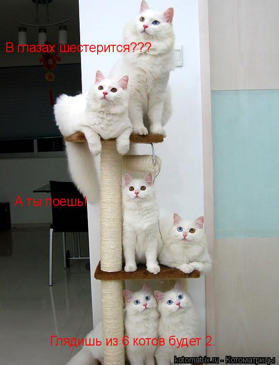 В глазах шестерится??? А ты поешь! Глядишь из 6 котов будет 2.... Котоматрица: В глазах шестерится??? А ты поешь! Глядишь из 6 котов будет 2.